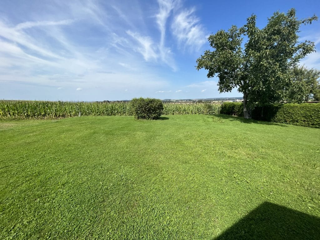 Ausgangssituation Zwei-Generationen-Garten. Große Rasenfläche mit Mais im Hintergrund. Einzelner Strauch in der Mitte. Baum rechts neben Thujenhecke.